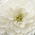 Fehér - Talajtakaró rózsa - Alba Meillandina